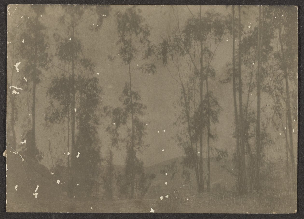 [Paisagem com árvores altas]. de Louis Fleckenstein