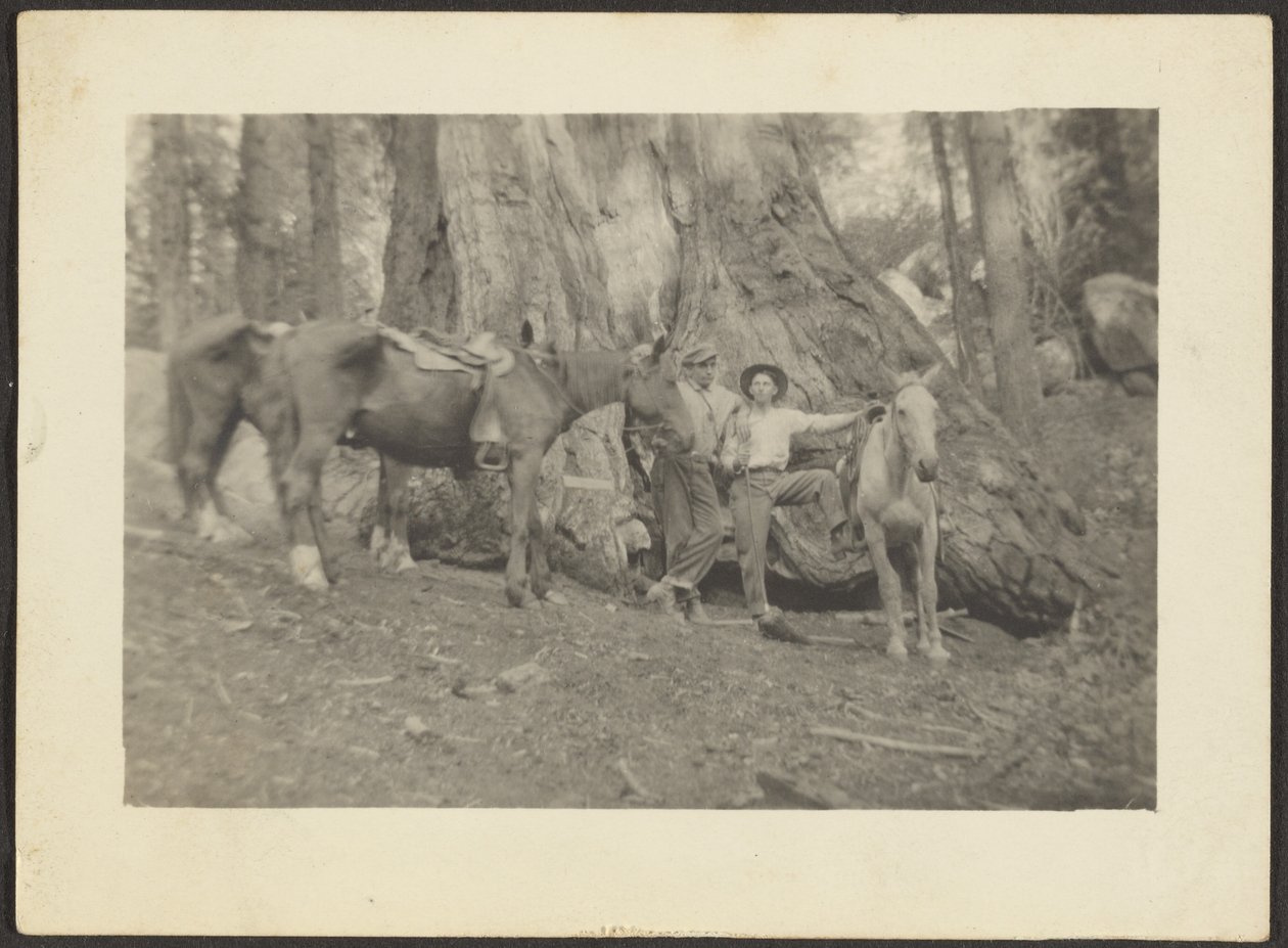 [Homens e cavalos de carga na limpeza de florestas]. de Louis Fleckenstein
