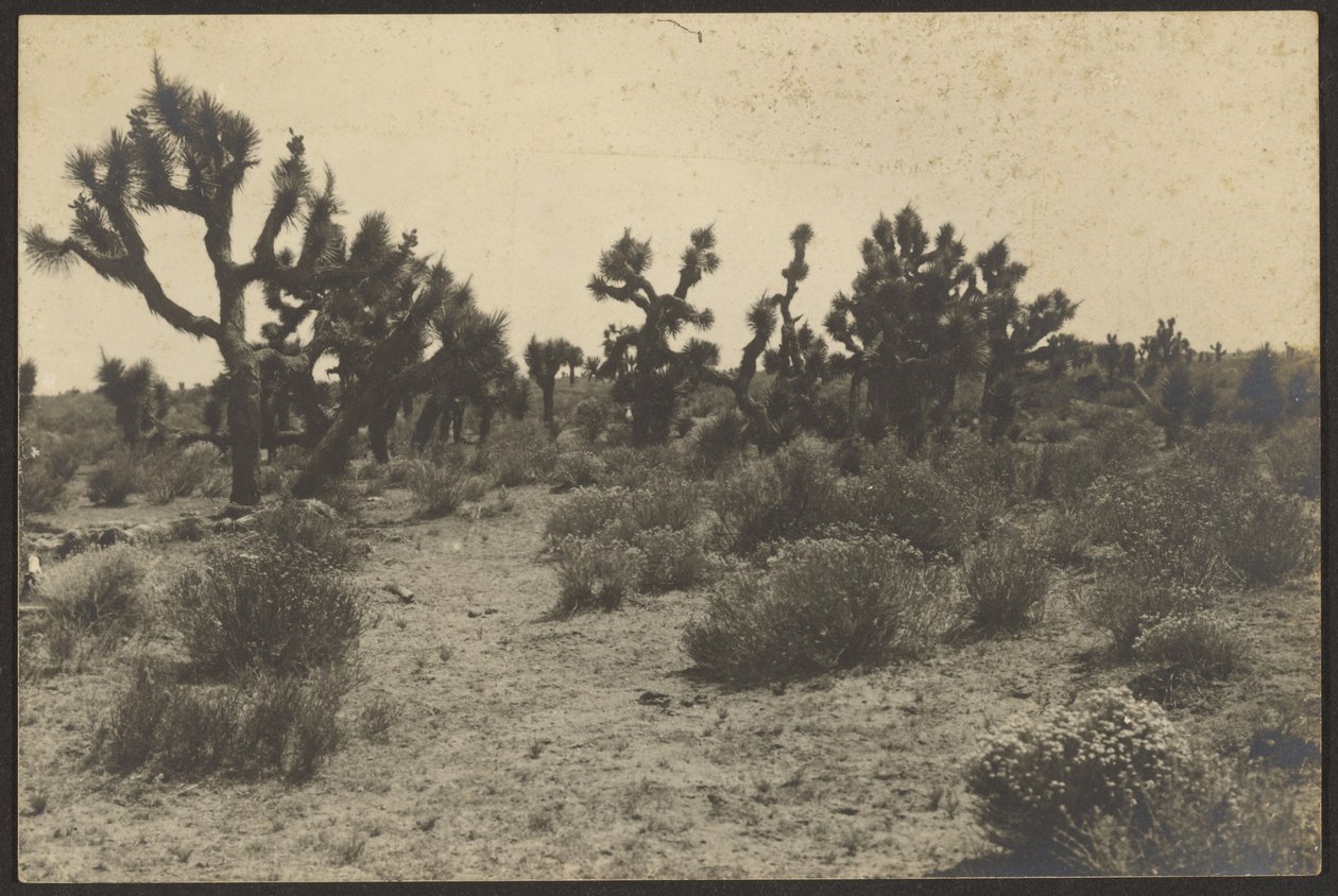 Deserto de Mojave de Louis Fleckenstein