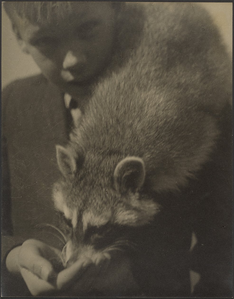 [Retrato de um rapaz a dar de comer a um guaxinim] de Louis Fleckenstein