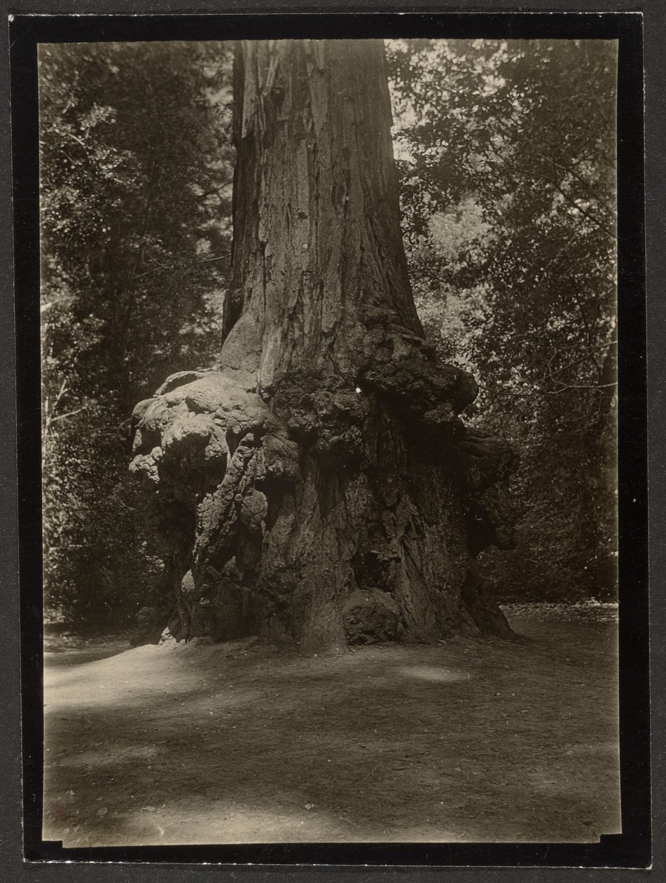 [Sequoia, Big Basin] de Louis Fleckenstein