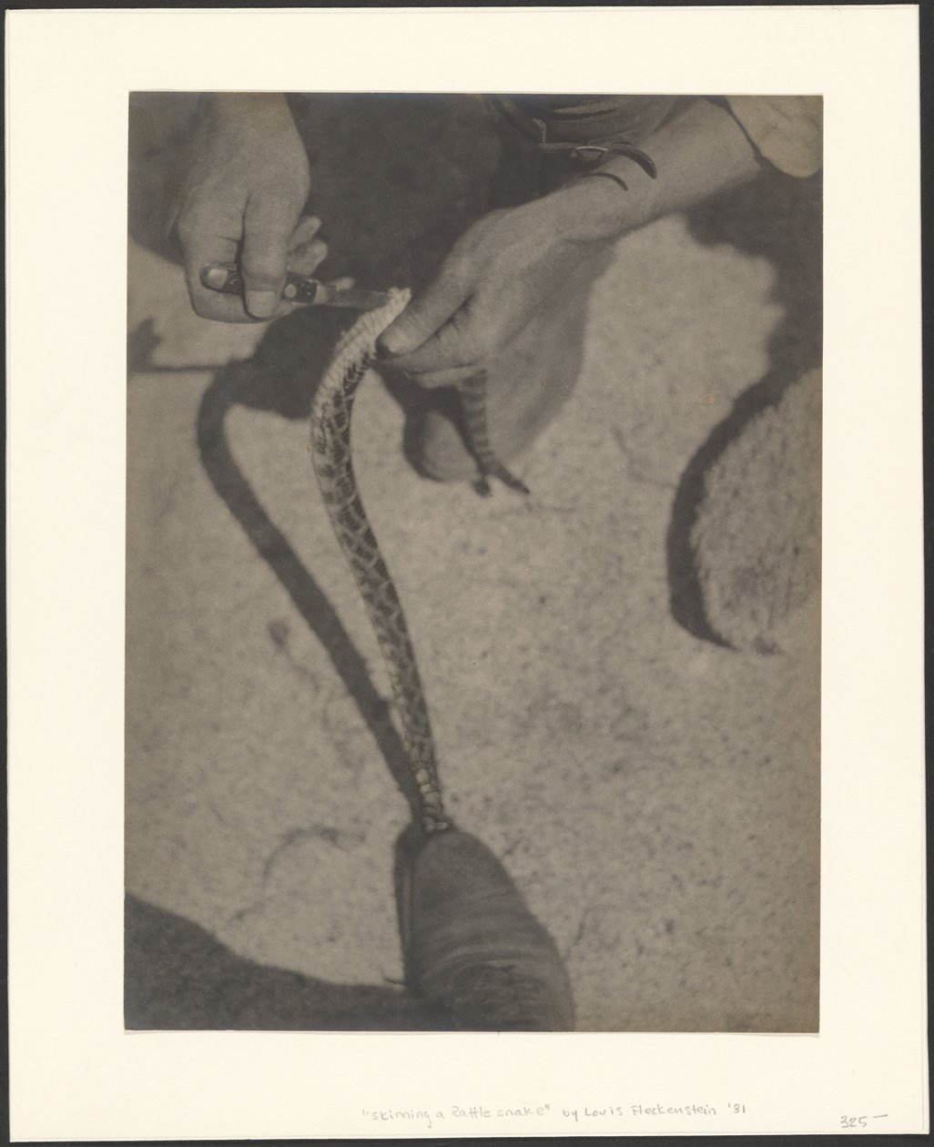 Esfolar uma cobra-cascavel de Louis Fleckenstein