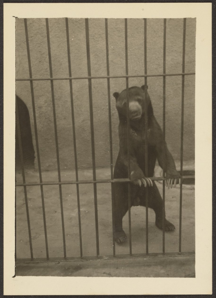 [Urso-preguiça na gaiola]. de Louis Fleckenstein
