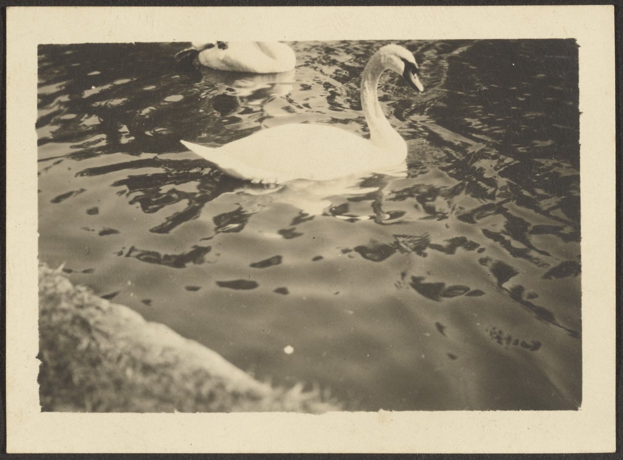 [Cisne] de Louis Fleckenstein