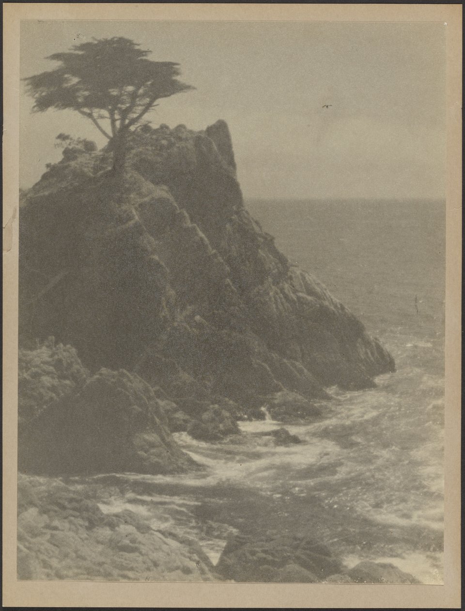 [Árvore na costa rochosa]. de Louis Fleckenstein