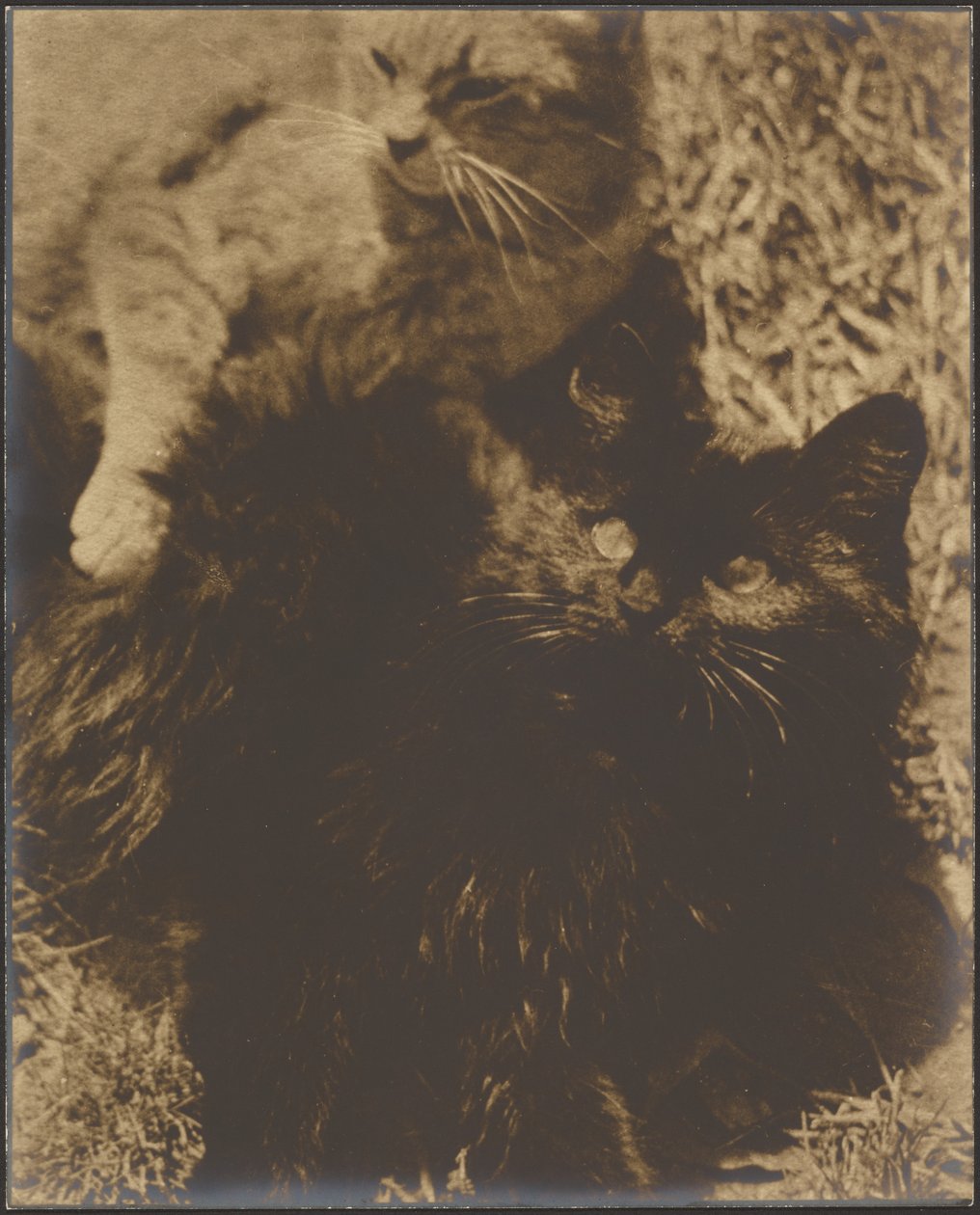 [Dois gatos]. de Louis Fleckenstein