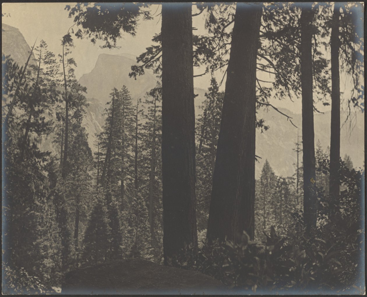 [Paisagem florestal] de Louis Fleckenstein