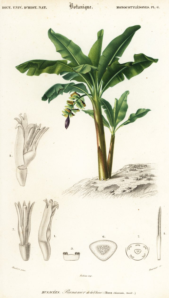 Banana, Musa acuminata, 1849 (gravura) de Louis Joseph Edouard Maubert