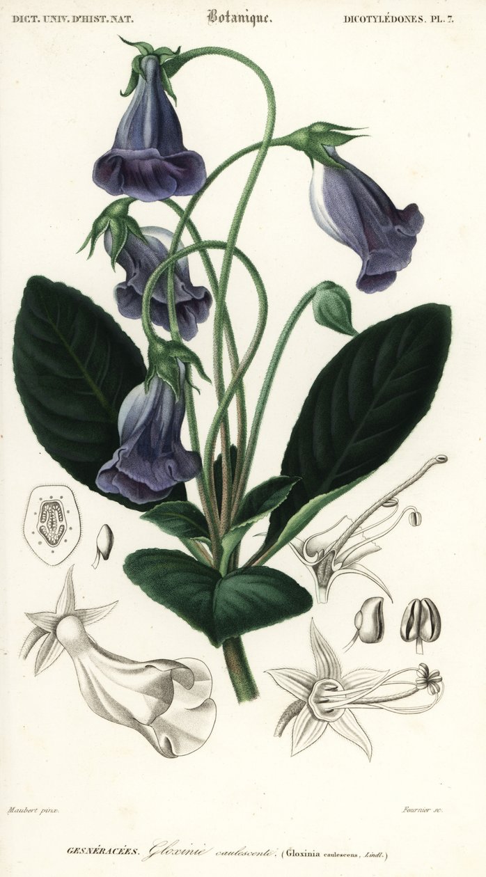gloxinia brasileira, Sinningia speciosa.,1849 (gravura) de Louis Joseph Edouard Maubert