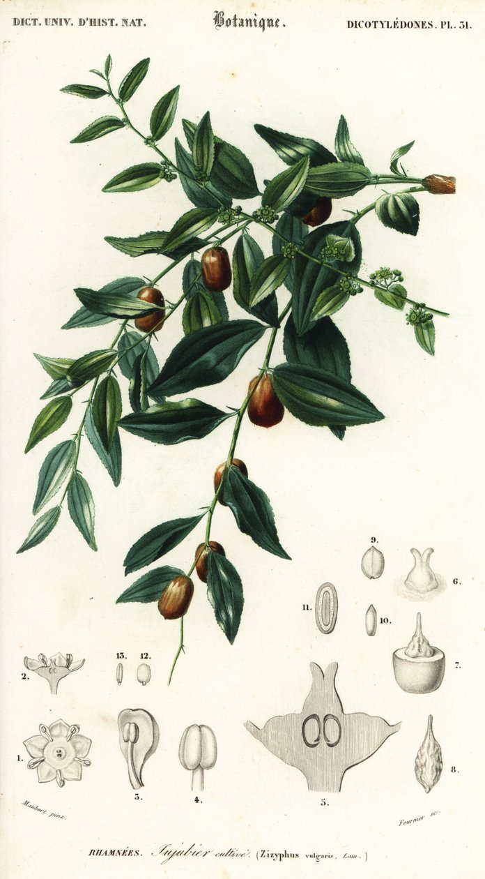 Tâmara chinesa ou jujuba, Ziziphus jujuba. ,1849 (gravura) de Louis Joseph Edouard Maubert