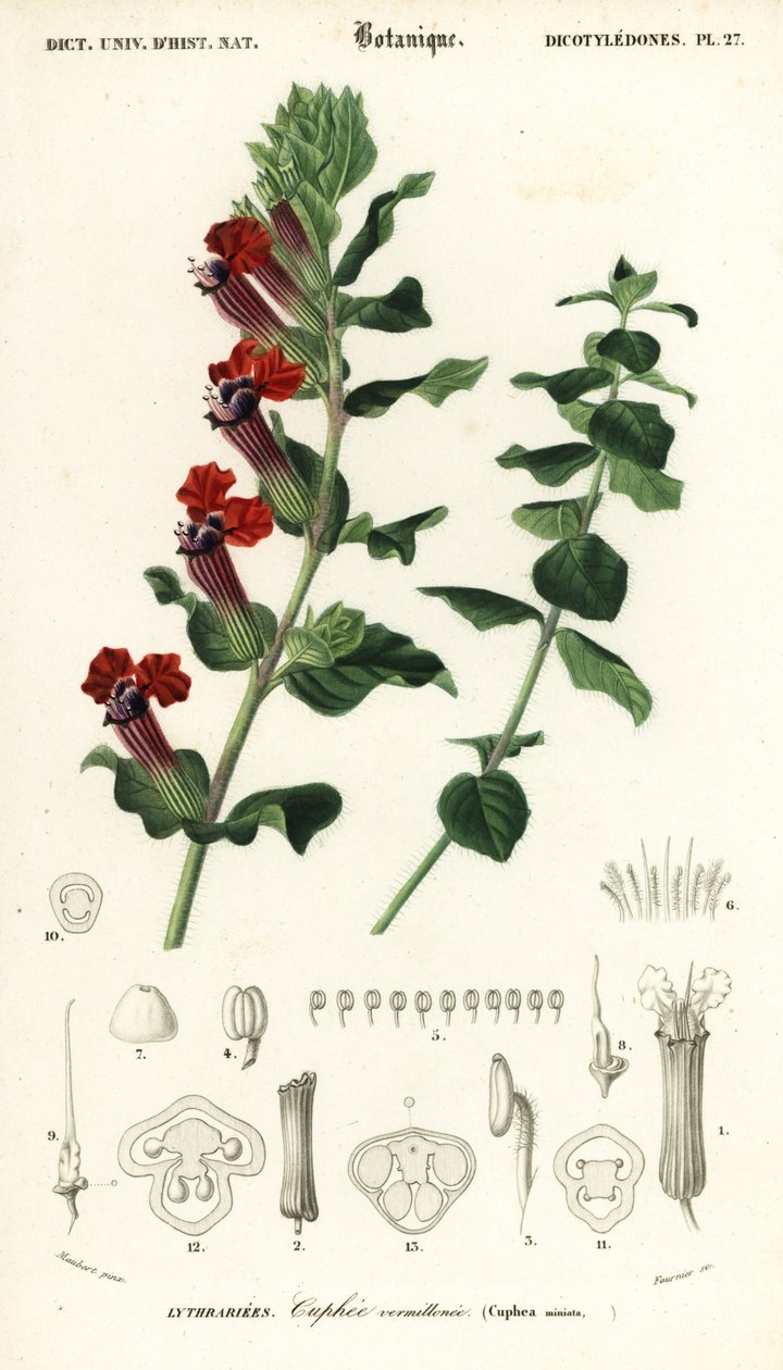 Fábrica de charutos, Cuphea llavea. ,1849 (gravura) de Louis Joseph Edouard Maubert