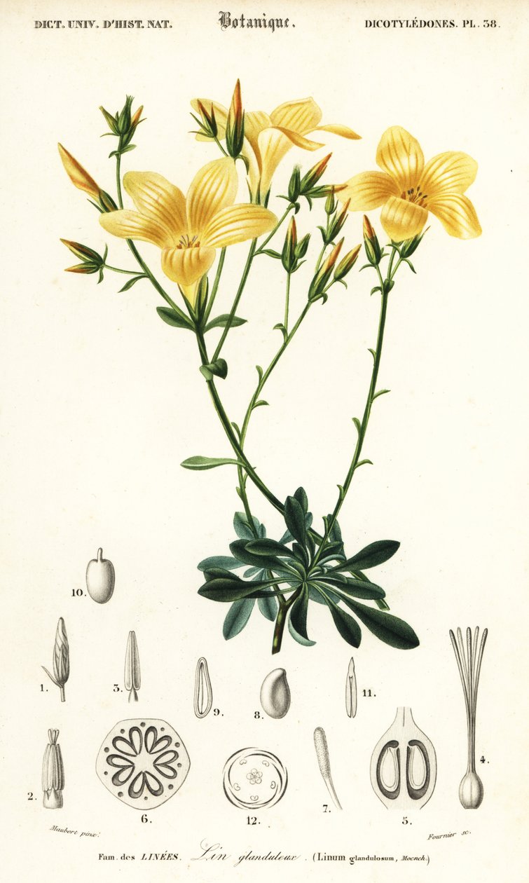 Linho, Linum campanulatum., 1849 (gravura) de Louis Joseph Edouard Maubert