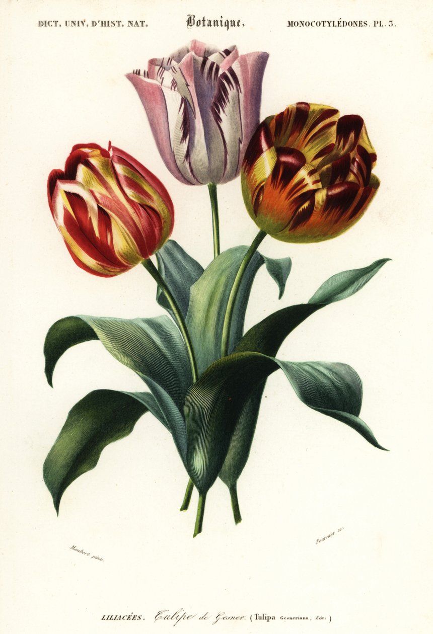 Tulipa de jardim, Tulipa gesneriana., 1849 (gravura) de Louis Joseph Edouard Maubert