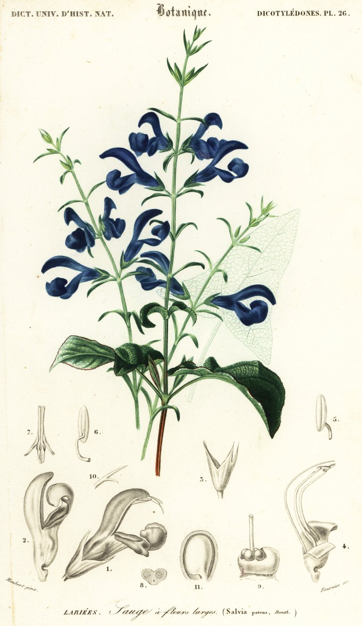 Sálvia de genciana ou sálvia espalhada, Salvia patens., 1849 (gravura) de Louis Joseph Edouard Maubert