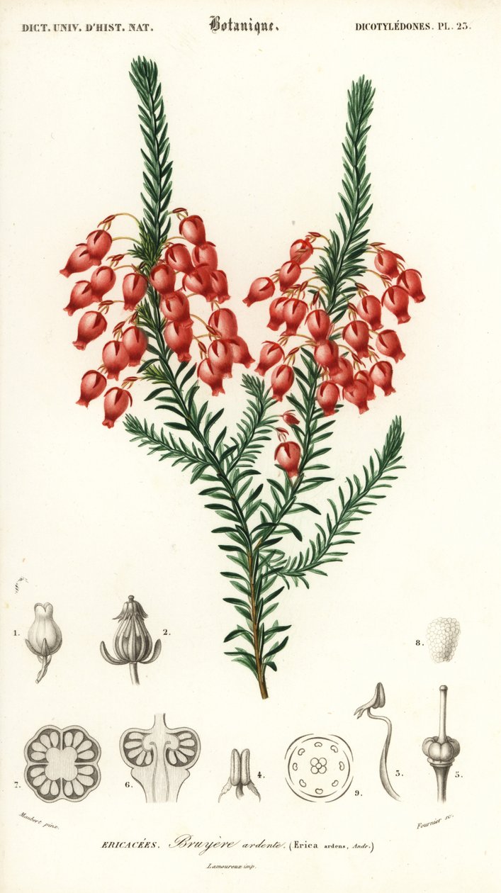portugese de Louis Joseph Edouard Maubert