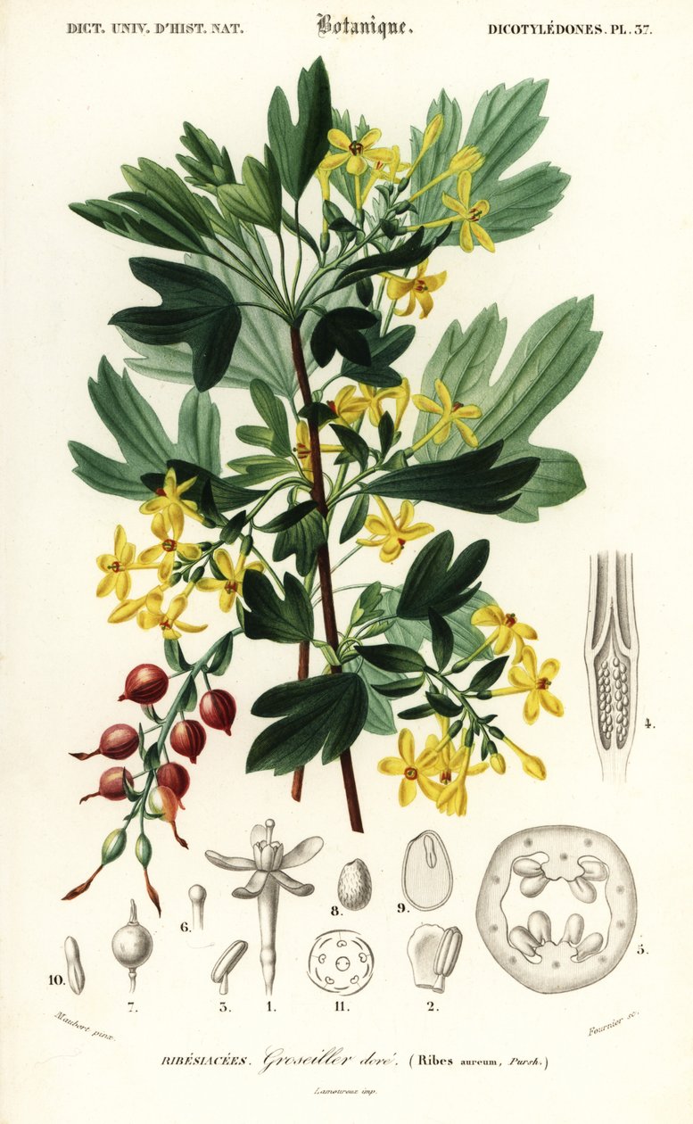Groselha dourada, groselha dourada. , 1849 (gravura) de Louis Joseph Edouard Maubert