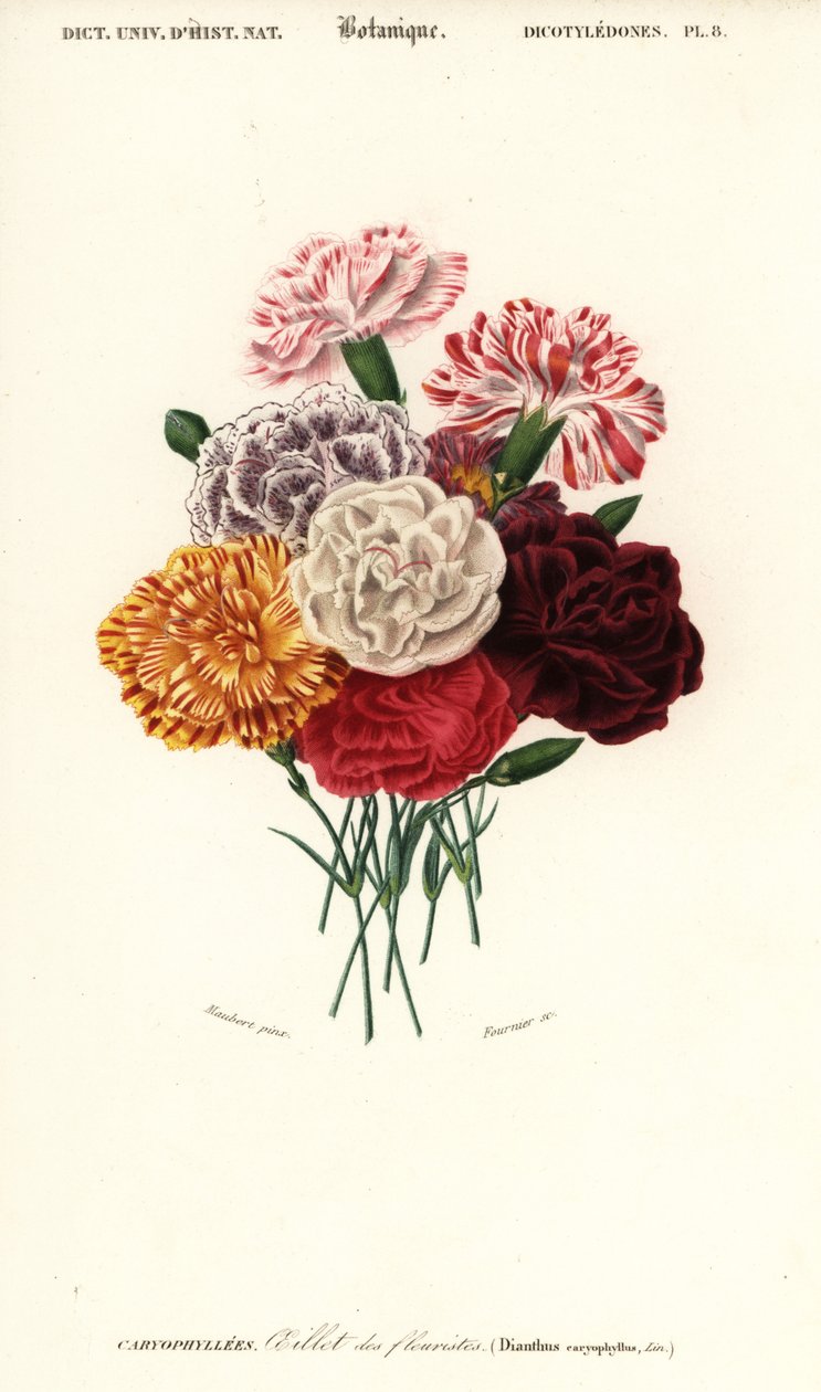 Grupo de cravos, Dianthus caryophyllus. ,1849 (gravura) de Louis Joseph Edouard Maubert