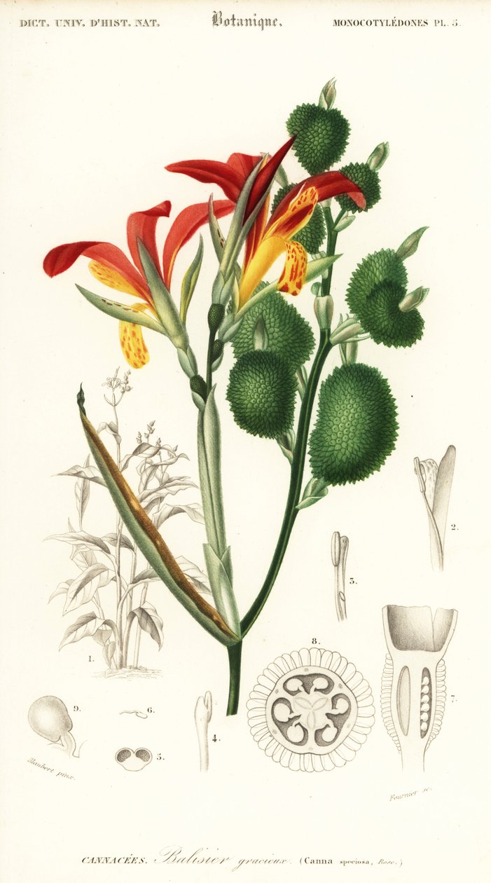Tiro indiano, Canna indica. ,1849 (gravura) de Louis Joseph Edouard Maubert