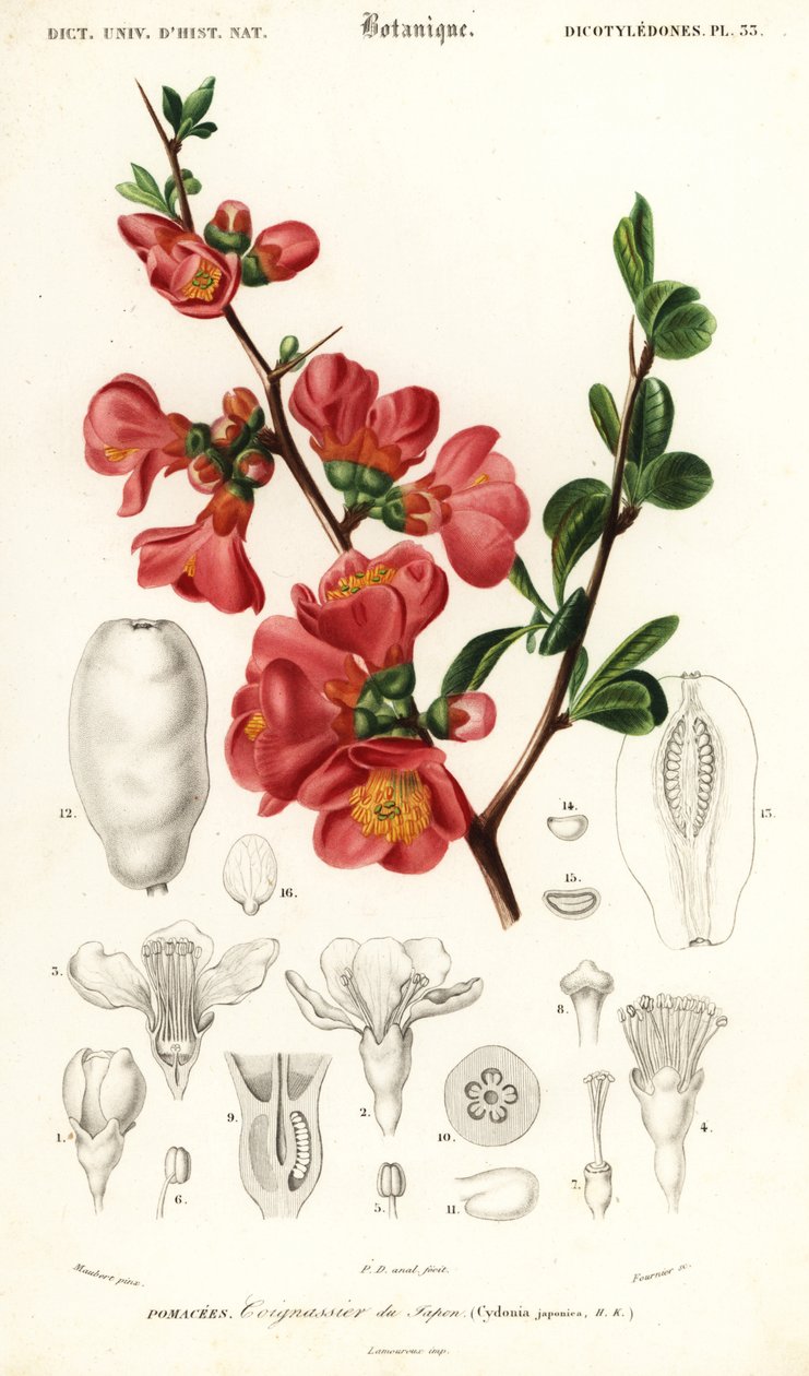 Marmelo japonês, Chaenomeles japonica.,1849 (gravura) de Louis Joseph Edouard Maubert