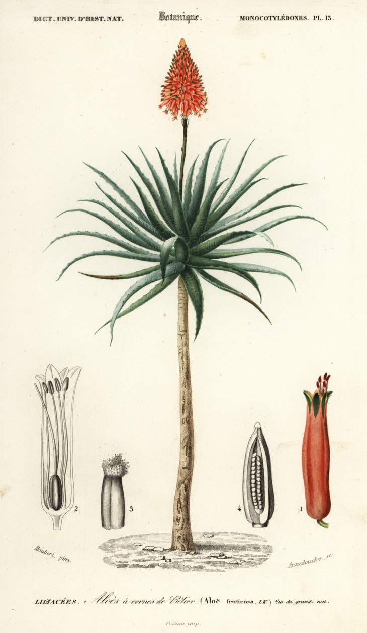 Krantz aloe, Aloe arborescens., 1849 (gravura) de Louis Joseph Edouard Maubert