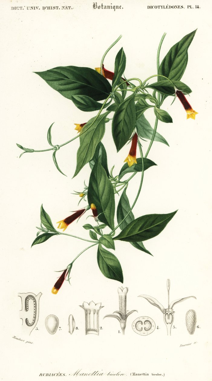 Manétia luteorubra. ,1849 (gravura) de Louis Joseph Edouard Maubert