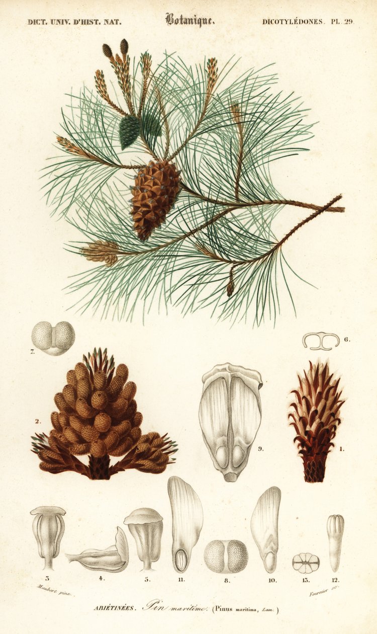 Pinheiro marítimo ou pinheiro bravo, Pinus pinaster.,1849 (gravura) de Louis Joseph Edouard Maubert