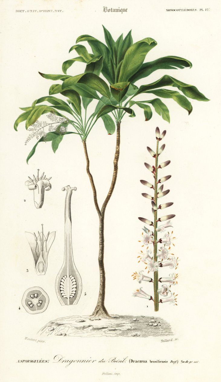 Palm lily, Cordyline fruticosa.,1849 (gravura) de Louis Joseph Edouard Maubert