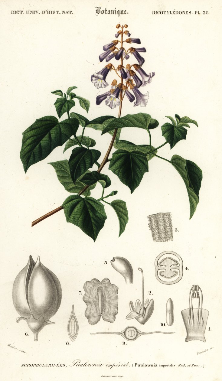 Árvore da princesa, árvore da imperatriz ou dedaleira, Paulownia tomentos, 1849 (gravura) de Louis Joseph Edouard Maubert