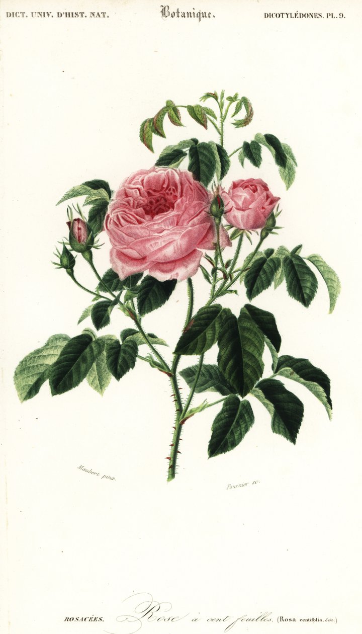 Rosa da Provença, Rosa x centifolia.,1849 (gravura) de Louis Joseph Edouard Maubert
