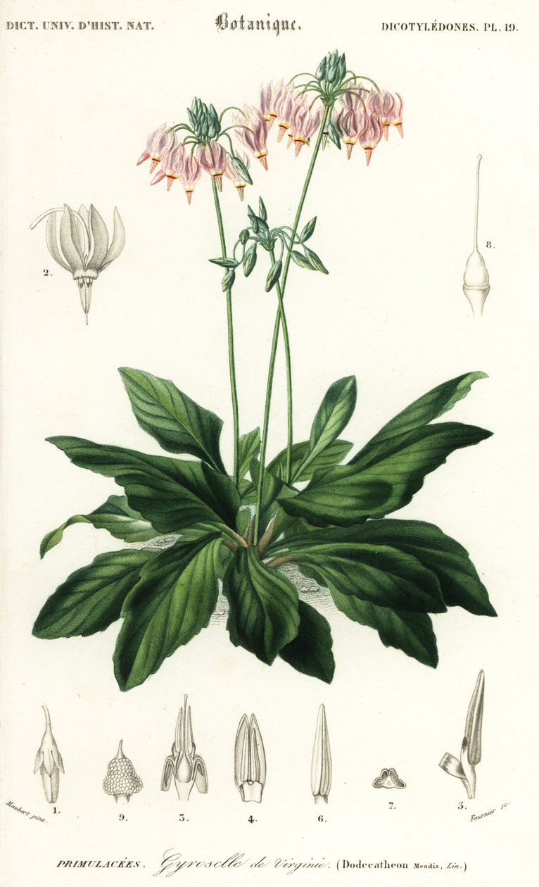 Estrela cadente ou estrela cadente oriental, Dodecatheon meadia. ,1849 (gravura) de Louis Joseph Edouard Maubert