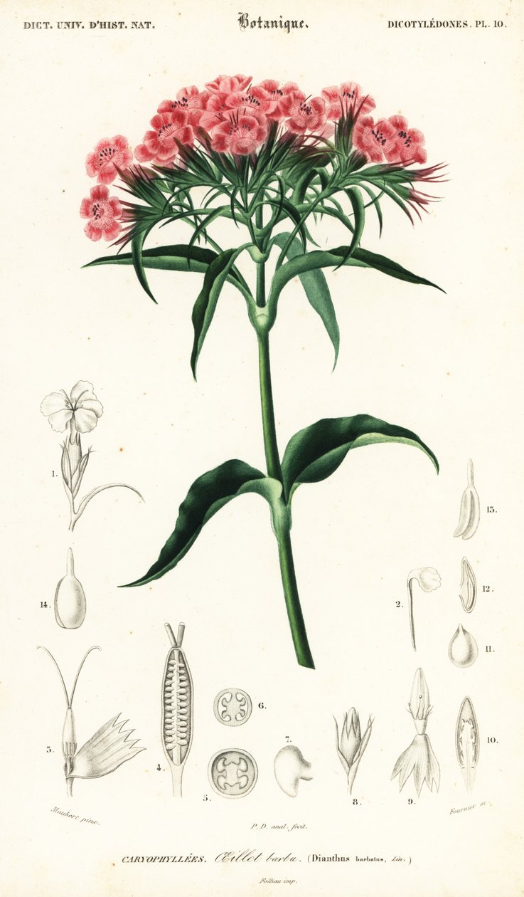 Sweet William, Dianthus barbatus., 1849 (gravura) de Louis Joseph Edouard Maubert