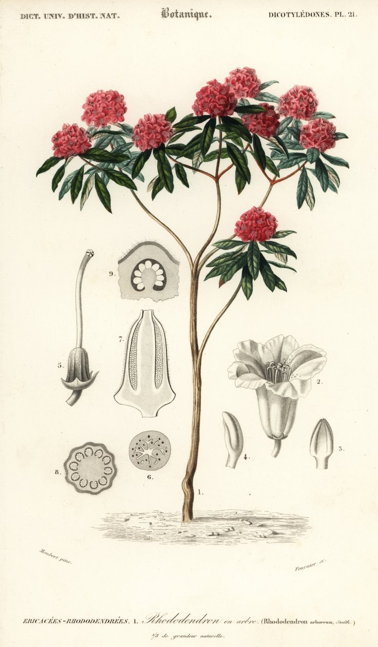 Rododendro de árvores, Rhododendron arboreum. ,1849 (gravura) de Louis Joseph Edouard Maubert