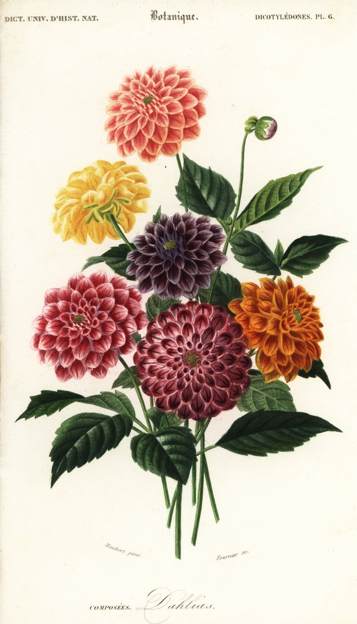 Variedades de dálias de jardim, Dahlia pinnata, 1849 (gravura) de Louis Joseph Edouard Maubert