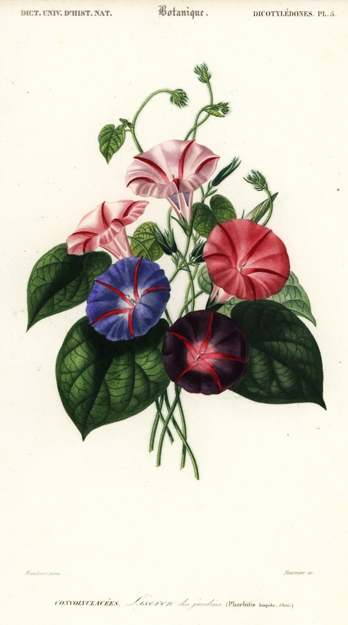 Variedades da glória matinal, Pharbitis hispida.,1849 (gravura) de Louis Joseph Edouard Maubert