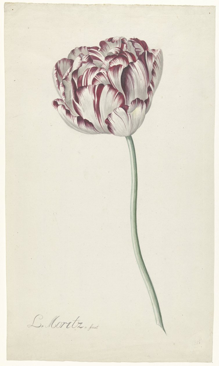 Tulip de Louis Moritz