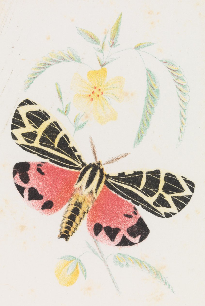 Arctia Virgo, 1862. de Louis Prang