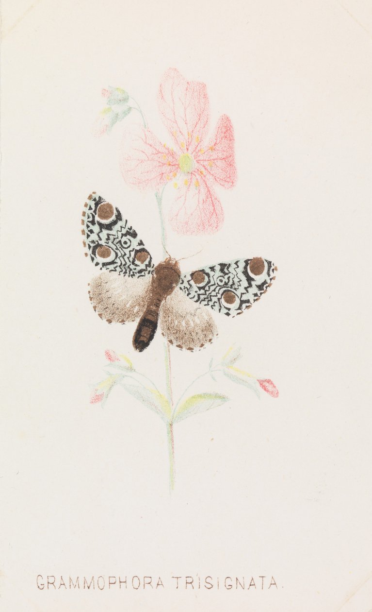 Grammophora Trisignata, 1862... de Louis Prang