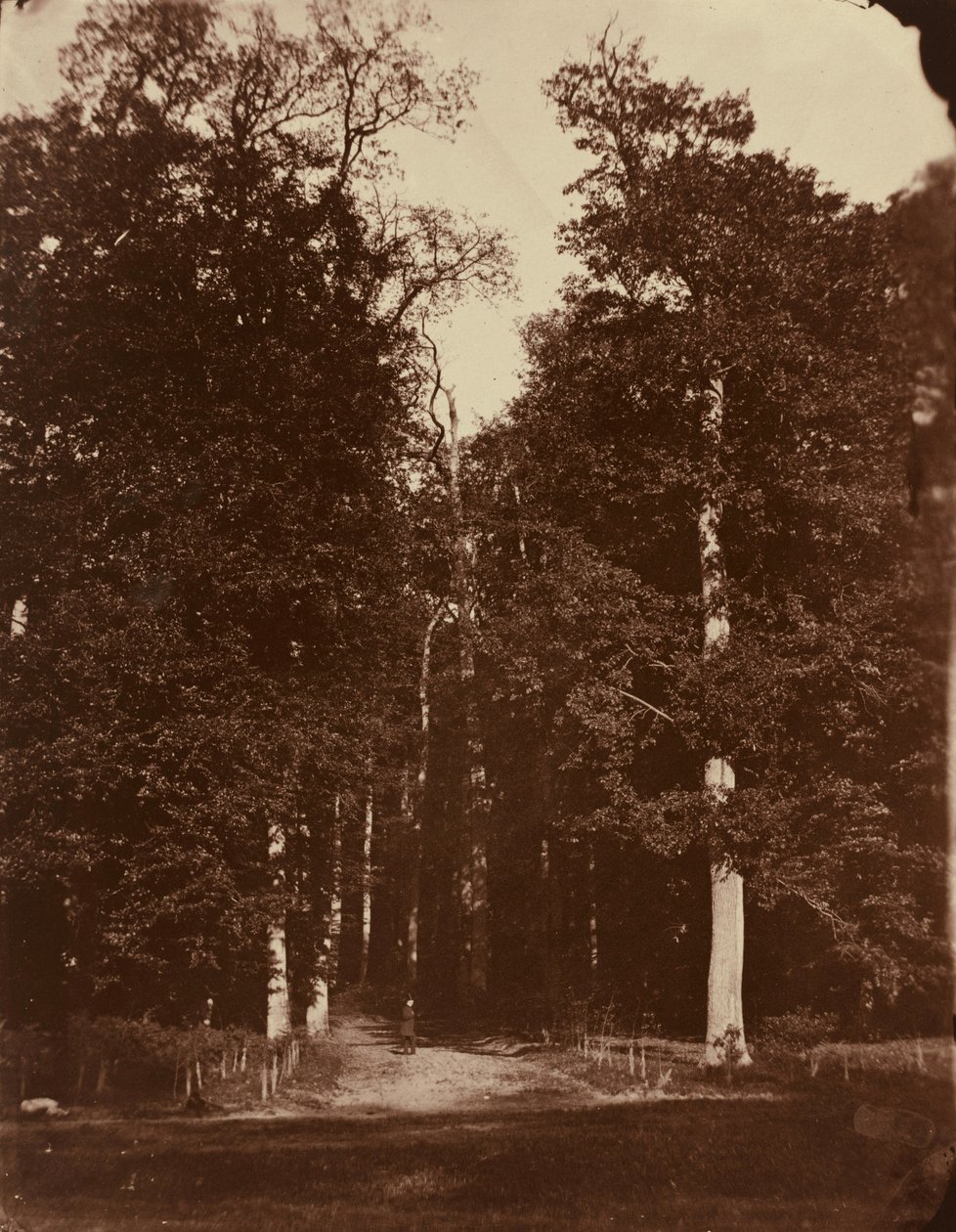 Floresta em Saint-Cloud,1859-1860 (foto) de Louis Rémy Robert