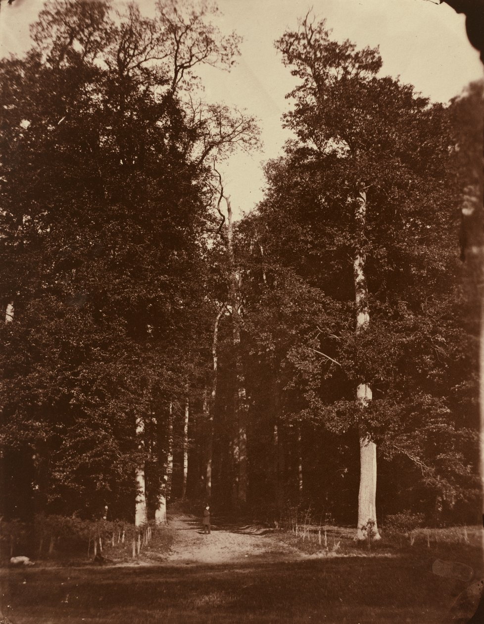 Floresta em Saint-Cloud de Louis Rémy Robert