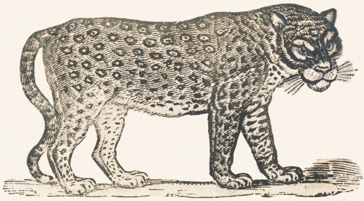 Tigre de Louis Simon (1810 1870) Lassalle
