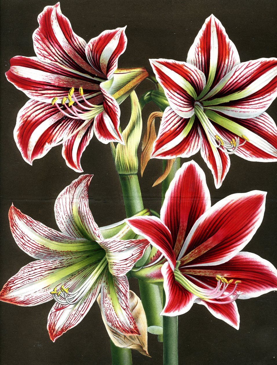 AMARYLLIS HIPPEASTRA (gravura) de Louis Van Houtte