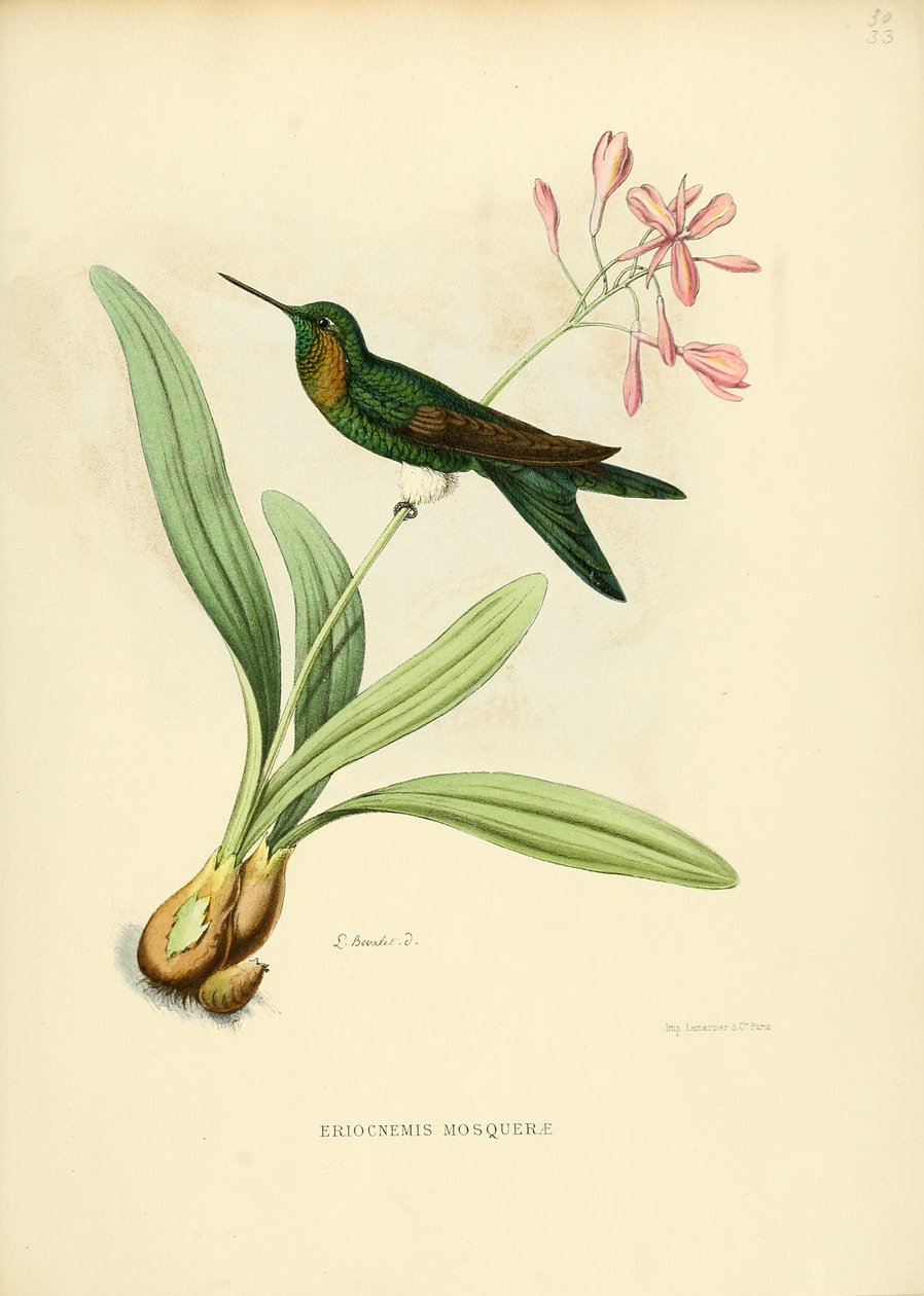Eriocnemis mosquerae de Louis Victor Bevalet