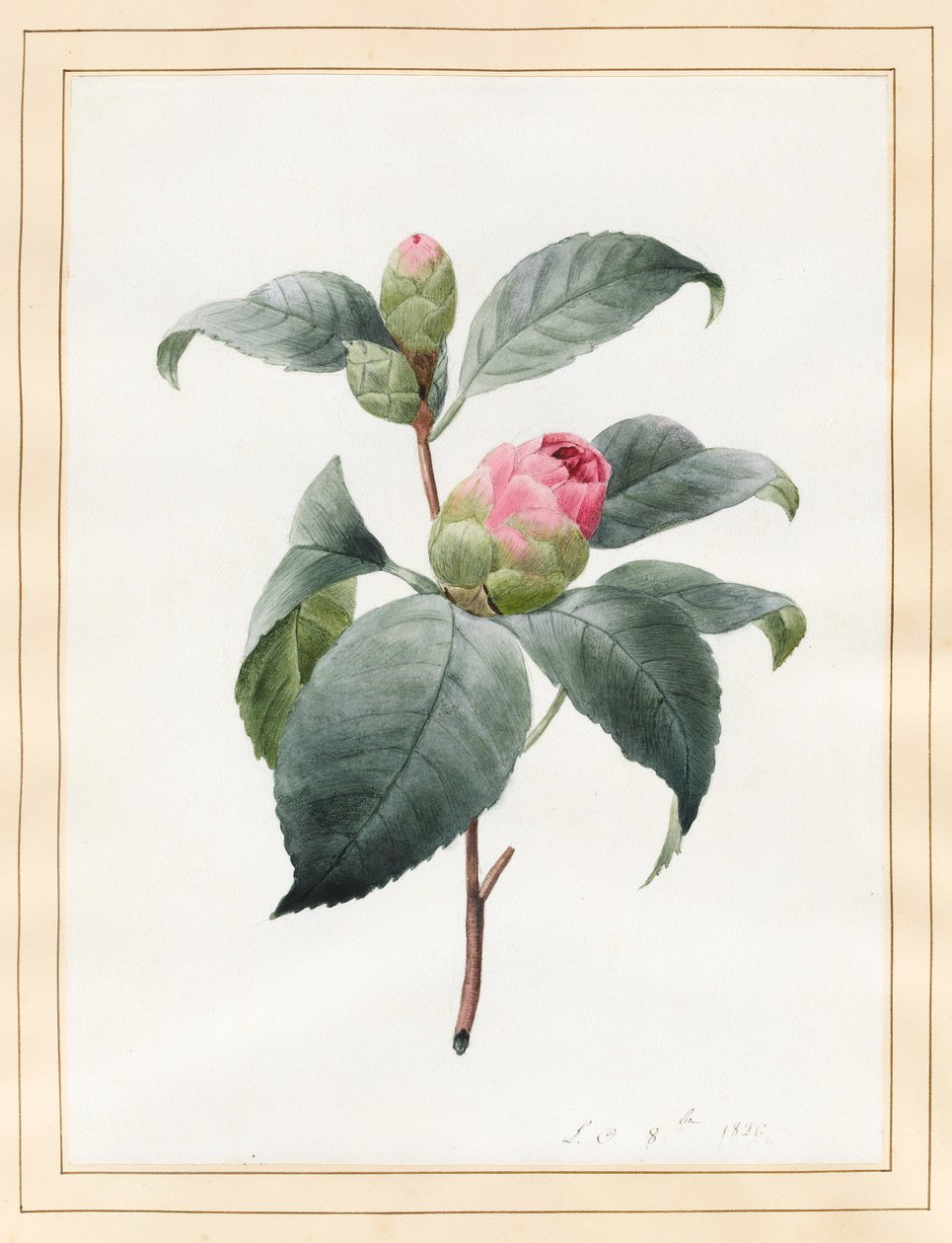 Camélia, 1826 (wc em velino) de Louise DOrleans