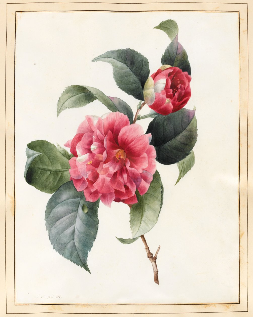 Camélia, 1827 (wc com alguma bodycolour em pergaminho) de Louise DOrleans