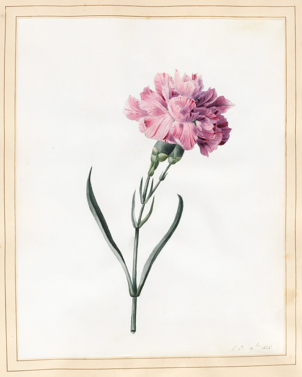 Cravo, 1826 (wc em velino) de Louise DOrleans