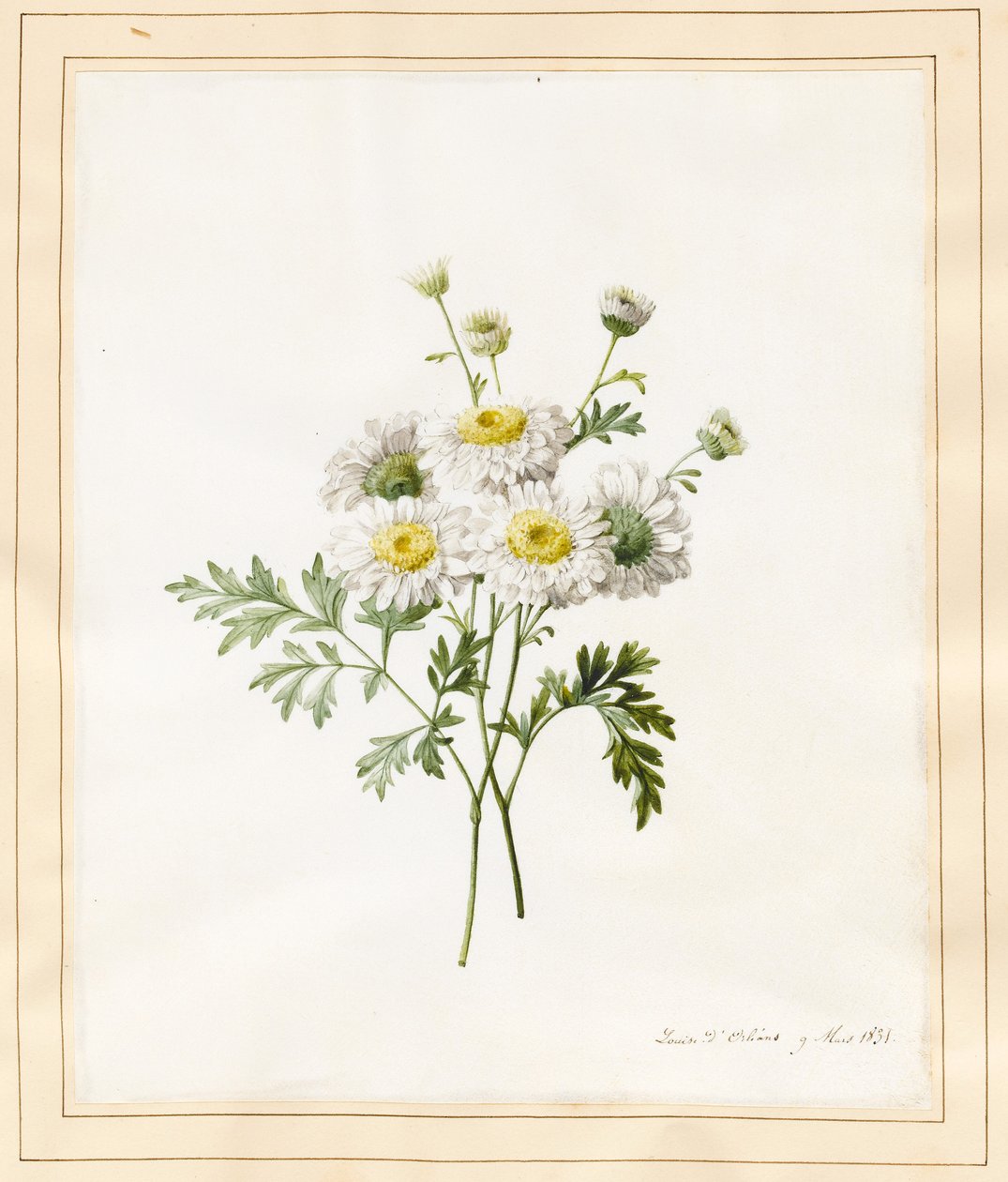 Crisântemo Parthenium (Batchelors Buttons), 1831 (wc com alguma bodycolour em pergaminho) de Louise DOrleans
