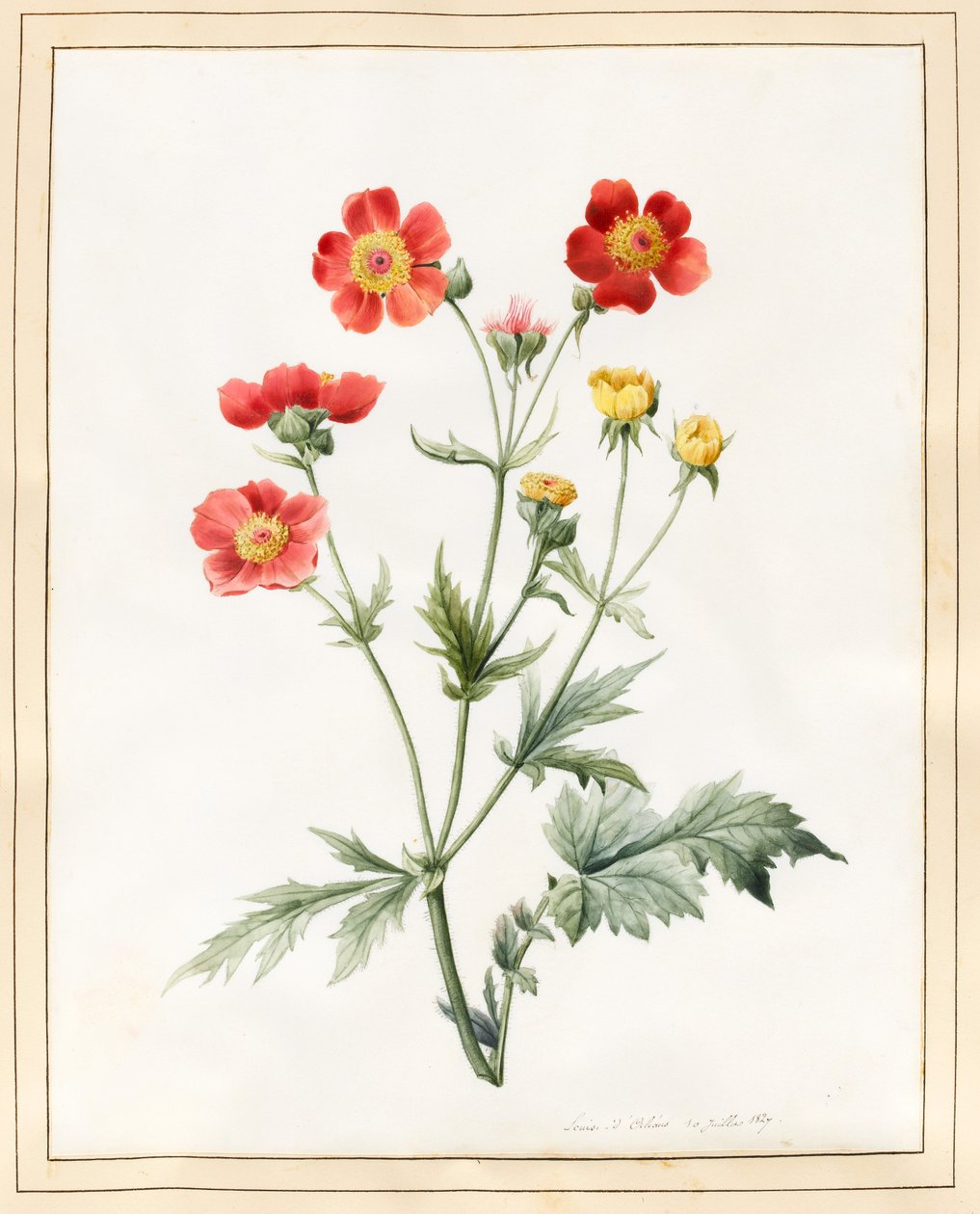 Composto, 1827 (wc com alguma bodycolour em pergaminho) de Louise DOrleans