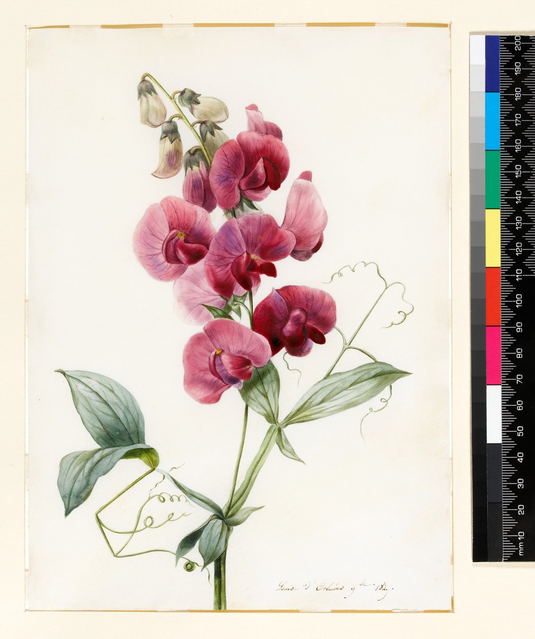 Lathyrus latifolius (ervilha eterna) de Louise DOrleans