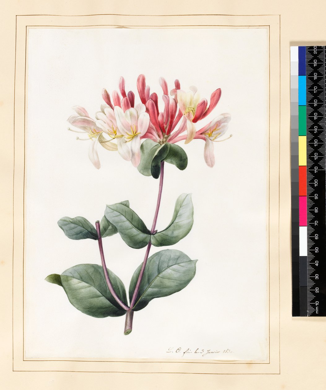 Lonicera Periclymenum (Madressilva) 1830 (wc e guache sobre velino) de Louise DOrleans