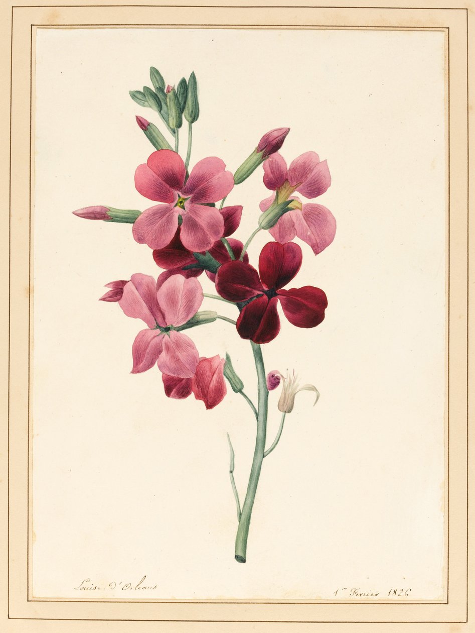 Matthiola, Stock, 1826 (wc com alguma bodycolour no papel) de Louise DOrleans